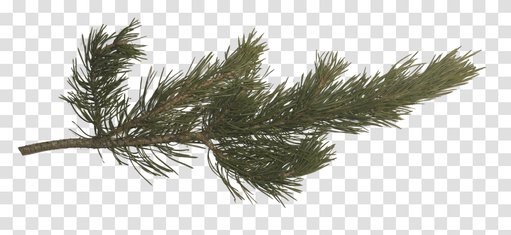 Pine Tree Branches Pine Tree Branch Texture, Plant, Fir, Abies, Conifer Transparent Png