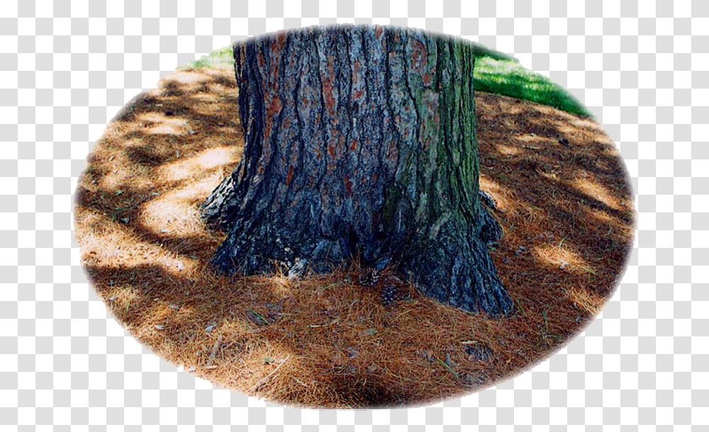 Pine Tree Circle, Tree Stump, Plant, Rug, Tree Trunk Transparent Png