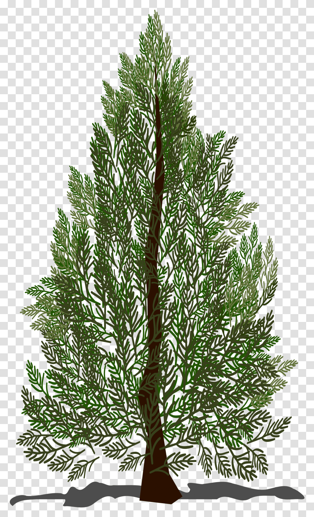 Pine Tree Clip Arts Clip Art Puno Ng Pino, Plant, Kale, Cabbage, Vegetable Transparent Png