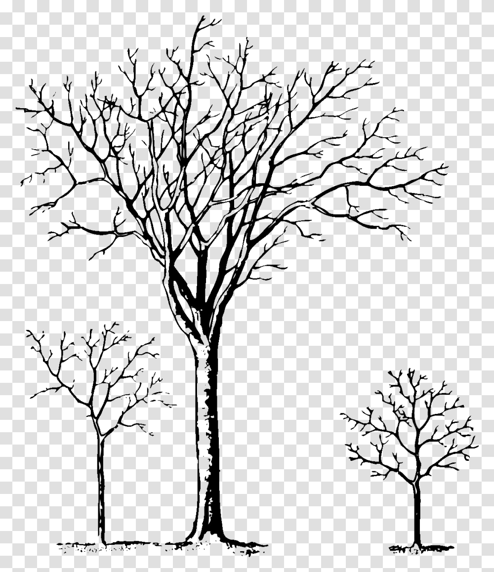 Pine Tree Clipart Black And White Christmas Tree Tree, Nature, Outdoors, Night Transparent Png