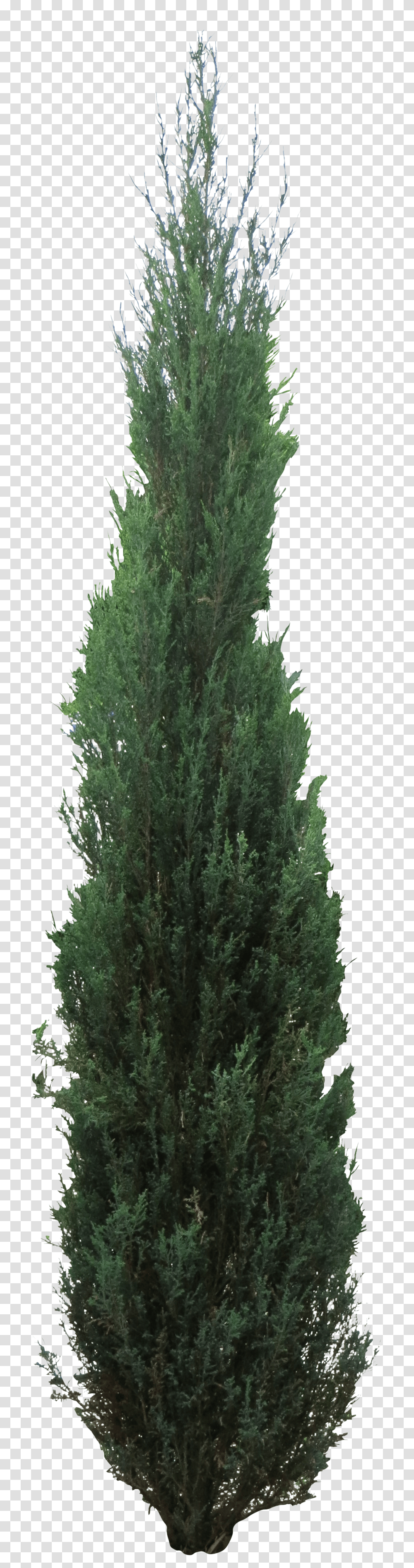 Pine Tree Clipart Juniper Tree Download Juniper Tree, Plant, Conifer, Fir, Abies Transparent Png