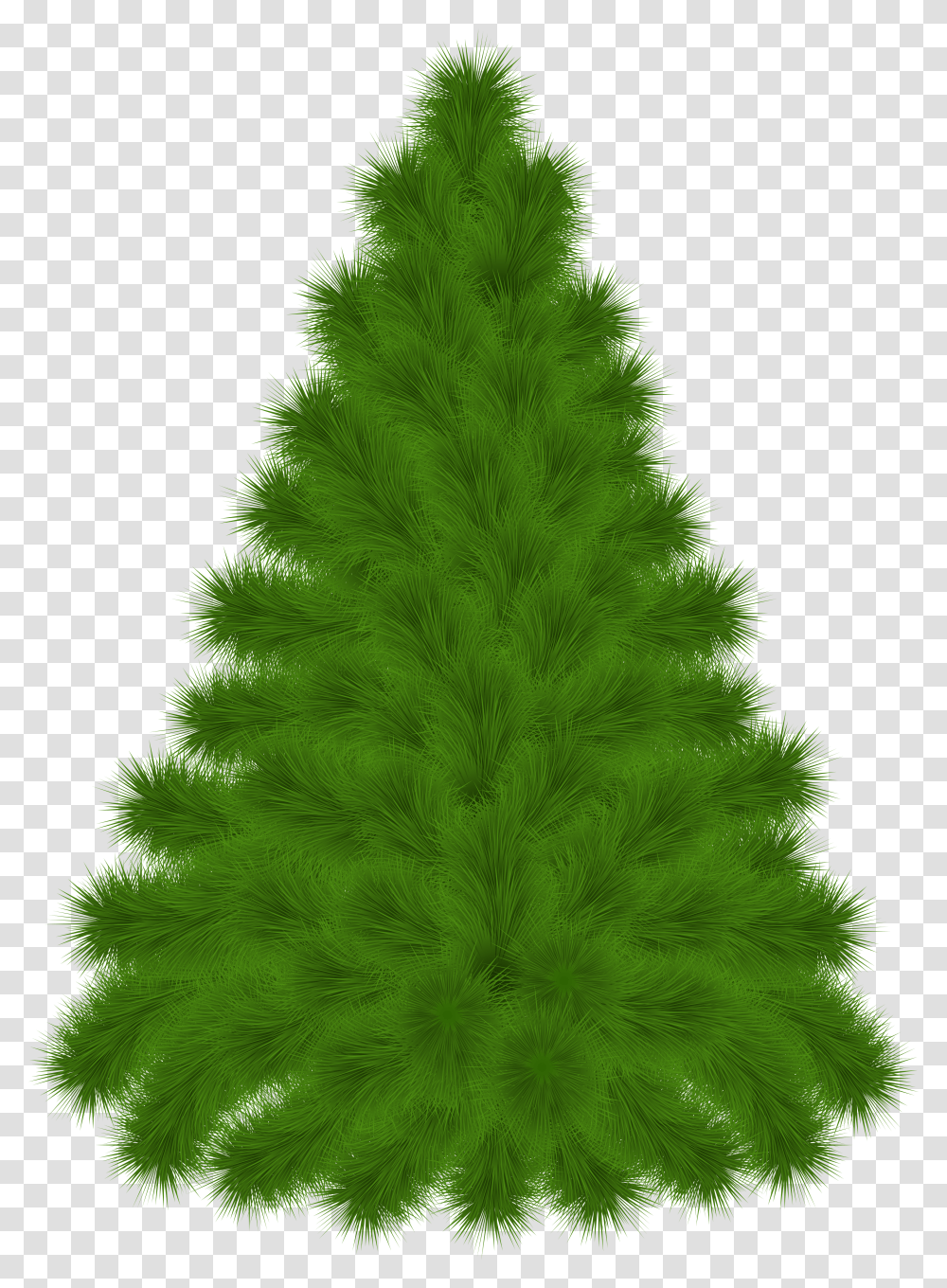 Pine Tree Clipart Pine Transparent Png