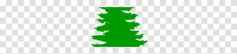 Pine Tree Clipart, Plant, Fir, Abies Transparent Png