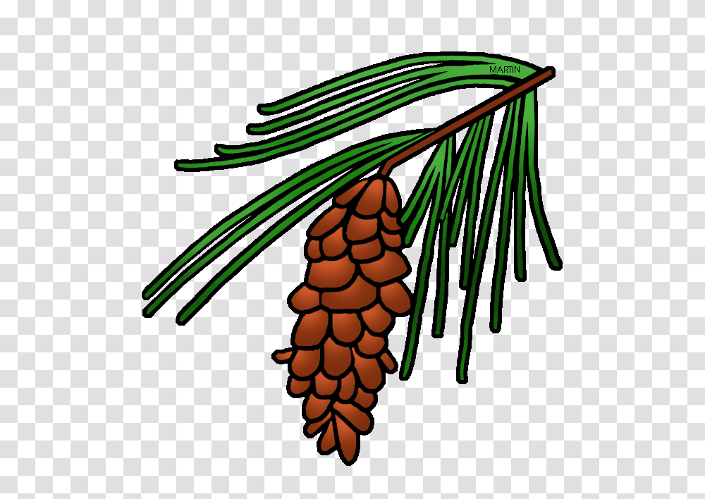 Pine Tree Clipart State, Plant, Root, Conifer, Honey Bee Transparent Png