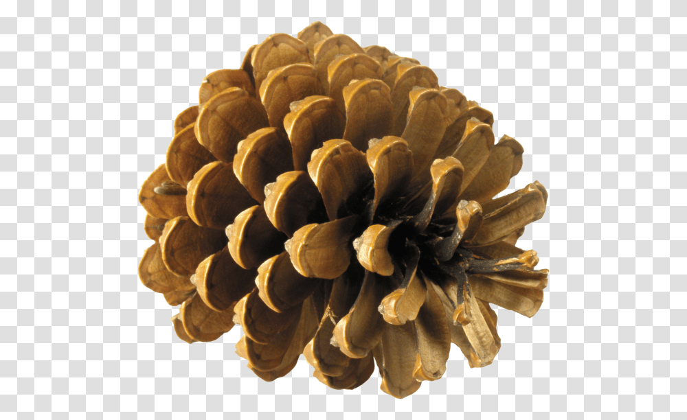 Pine Tree Cone, Plant, Fungus, Flower, Blossom Transparent Png