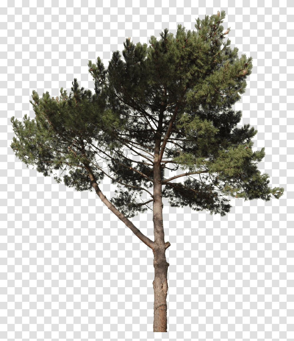 Pine Tree Cut Out, Plant, Tree Trunk, Conifer, Fir Transparent Png
