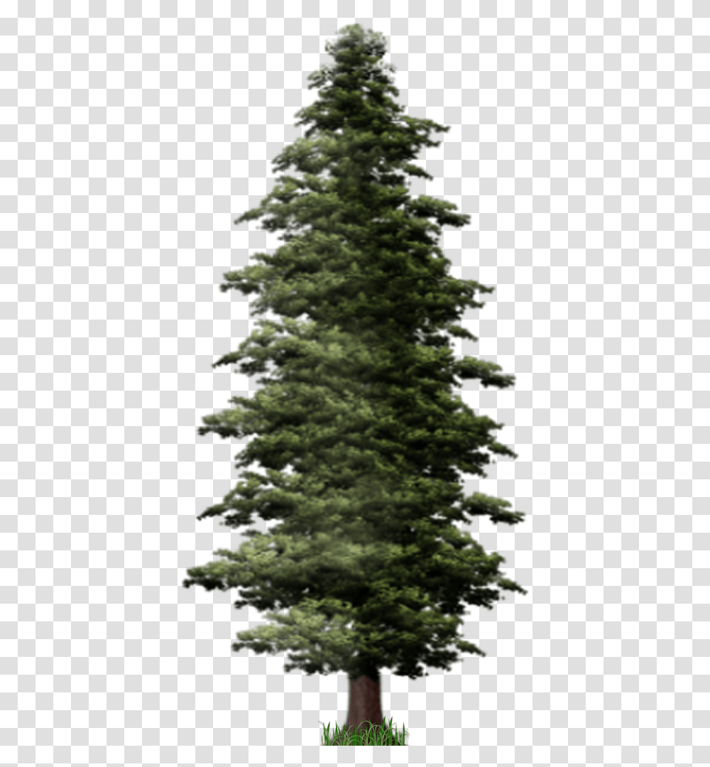 Pine Tree File Background Pine Tree, Plant, Christmas Tree, Fir, Outdoors Transparent Png