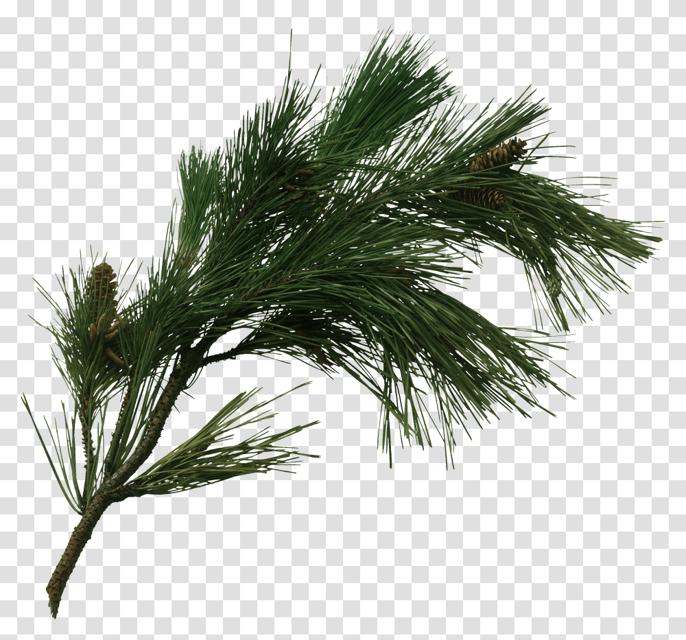 Pine Tree Fir Pinus Pinaster Cone Transprent Pine Tree Branch Transparent Png