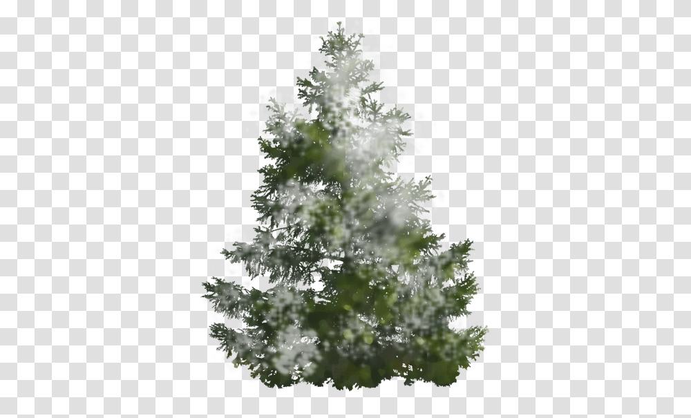 Pine Tree Free Image Pine Tree No Background, Plant, Christmas Tree, Ornament, Fir Transparent Png
