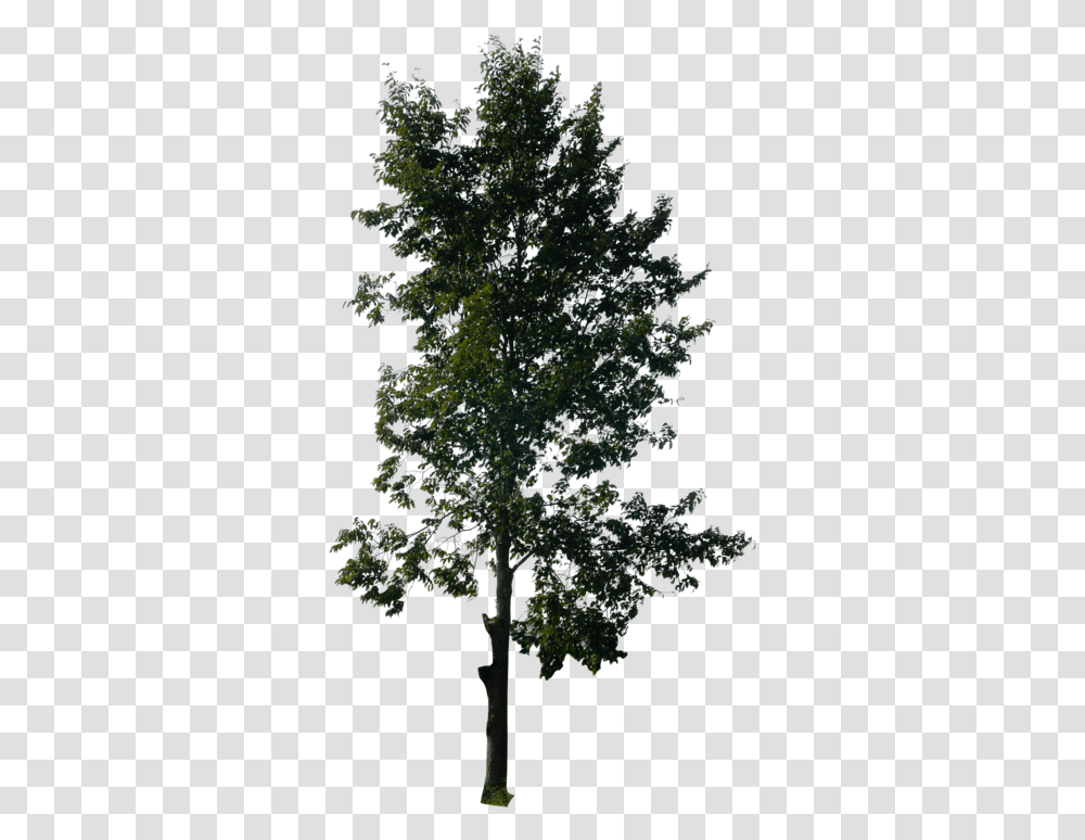 Pine Tree Free Image Tall Tree No Background, Plant, Potted Plant, Vase, Jar Transparent Png