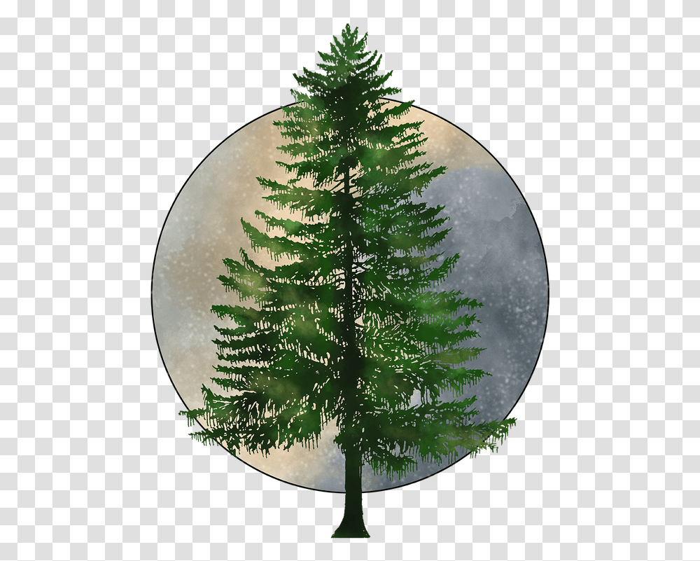 Pine Tree Hd, Plant, Christmas Tree, Ornament, Conifer Transparent Png