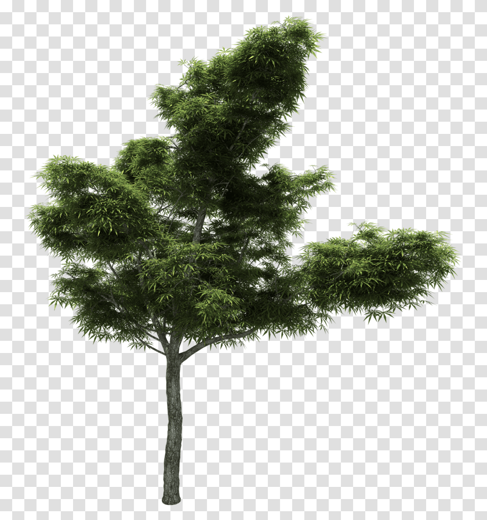 Pine Tree Larch Branch Image, Plant, Fir, Abies, Moss Transparent Png