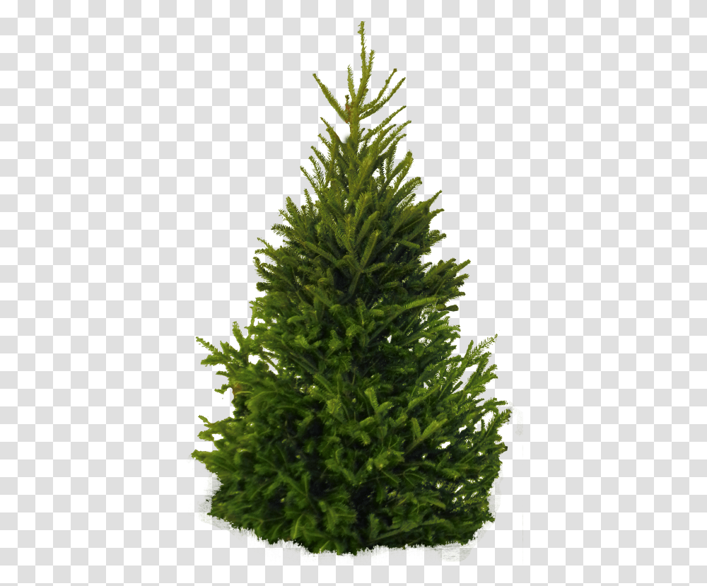 Pine Tree On White Background, Plant, Christmas Tree, Ornament, Conifer Transparent Png