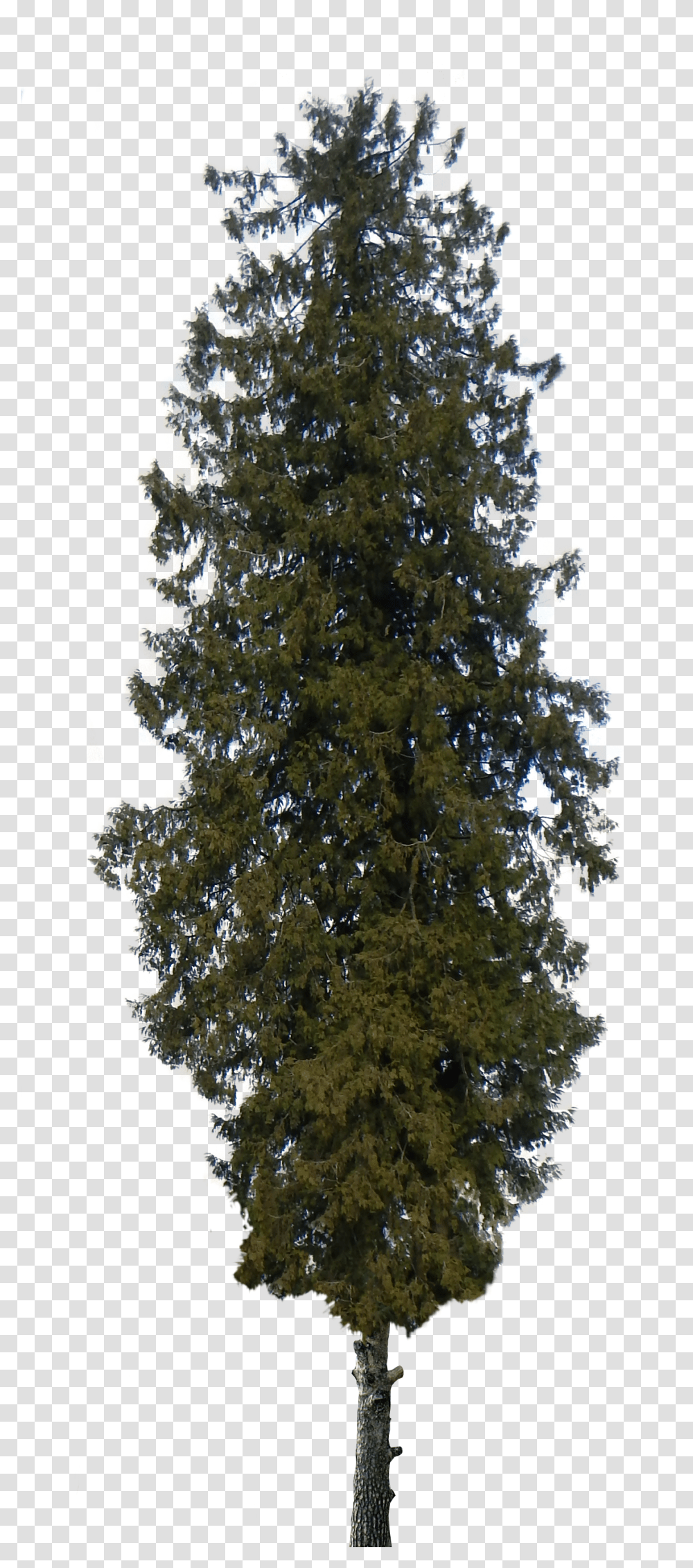Pine Tree Pine Trees, Plant, Christmas Tree, Fir, Conifer Transparent Png