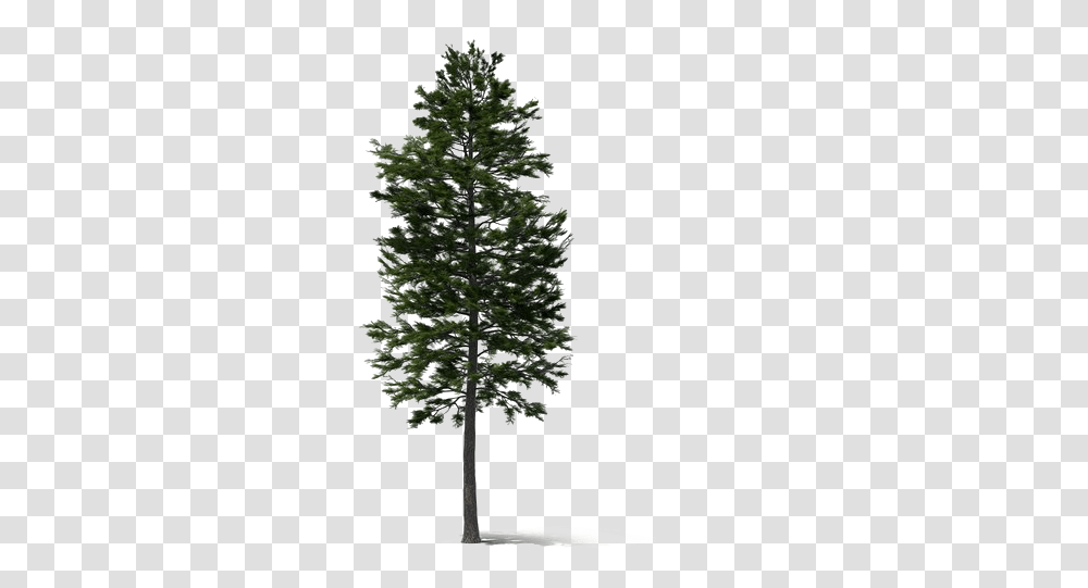 Pine, Tree, Plant, Christmas Tree, Ornament Transparent Png