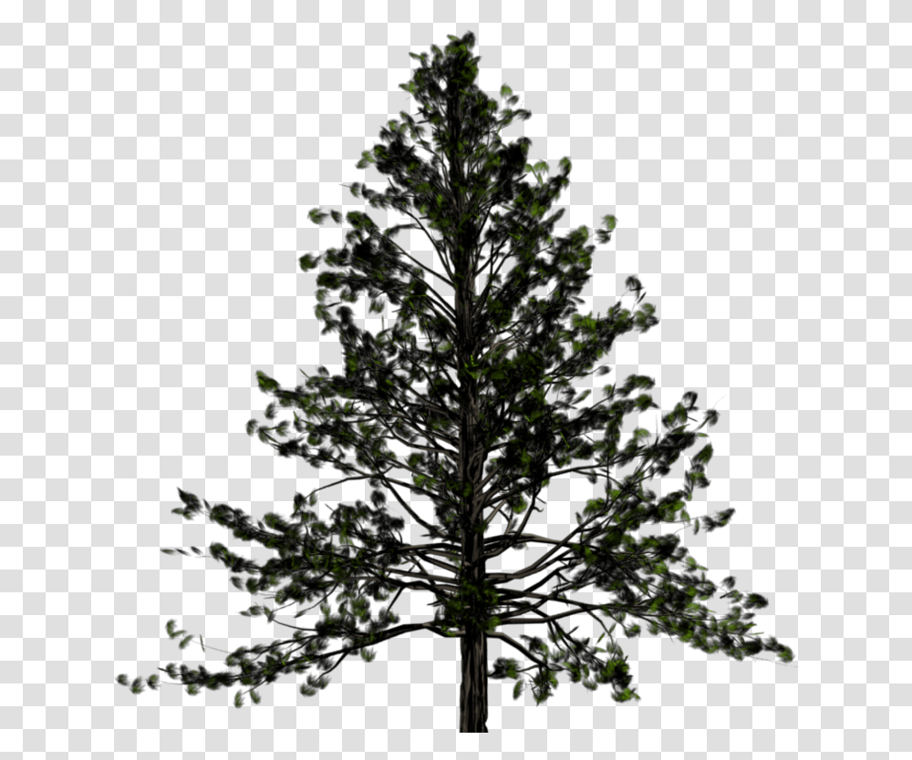 Pine Tree, Plant, Outdoors, Nature, Fir Transparent Png