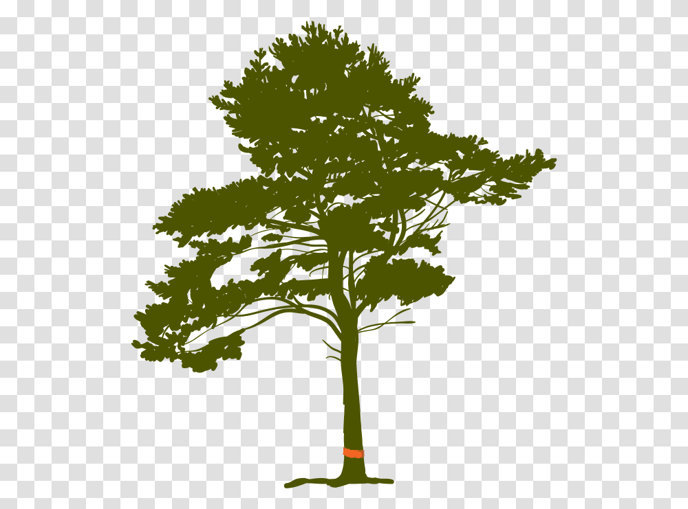 Pine Tree Root Black Pine Tree With Roots, Plant, Tree Trunk, Sunlight, Maple Transparent Png