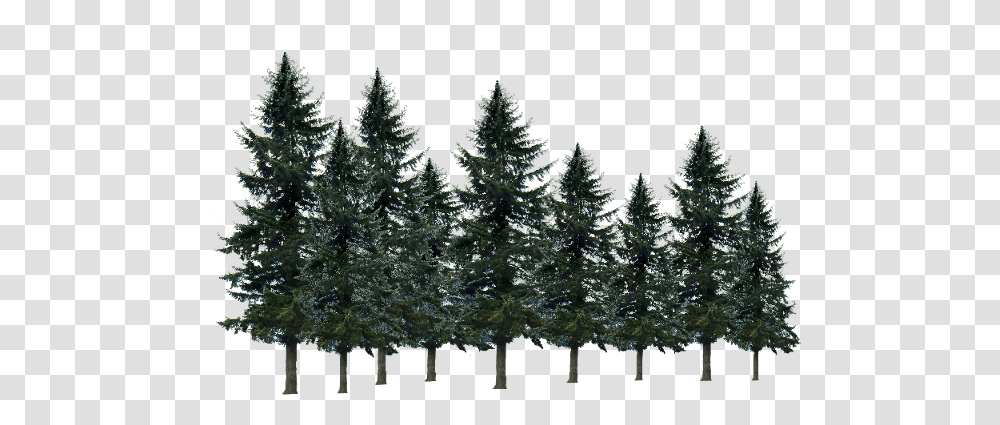 Pine Tree Shortleaf Black Spruce, Plant, Ornament, Christmas Tree, Fir Transparent Png