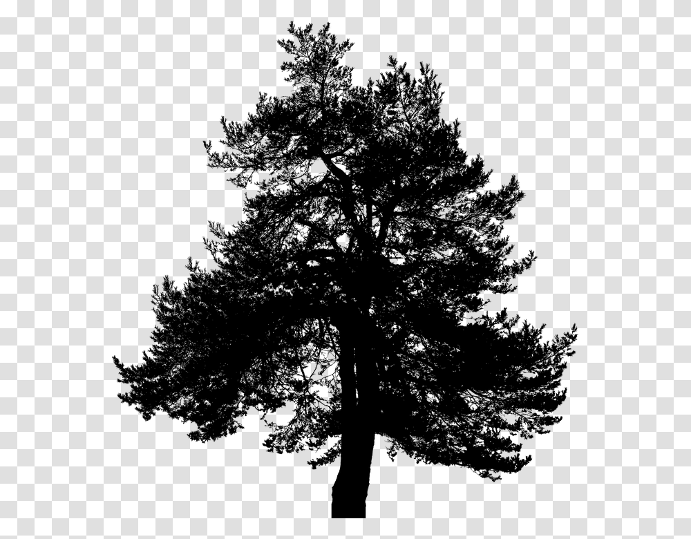 Pine Tree Silhouette Vector Graphics, Gray, World Of Warcraft Transparent Png