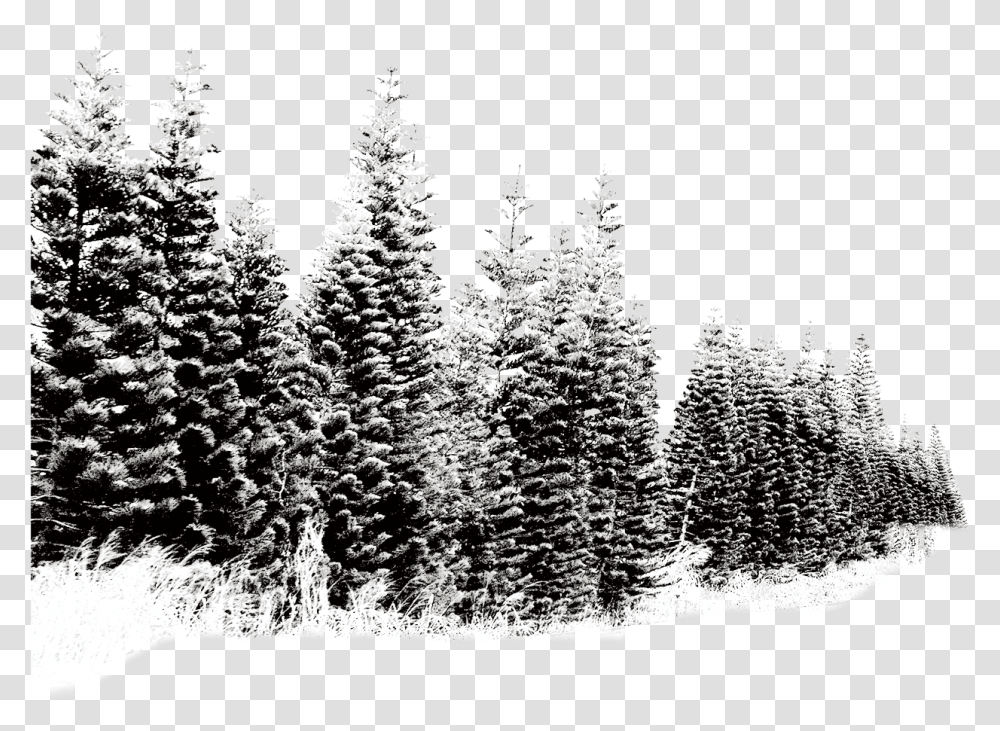 Pine Tree Snow Picture 819814 Trees In Snow, Plant, Fir, Abies, Conifer Transparent Png