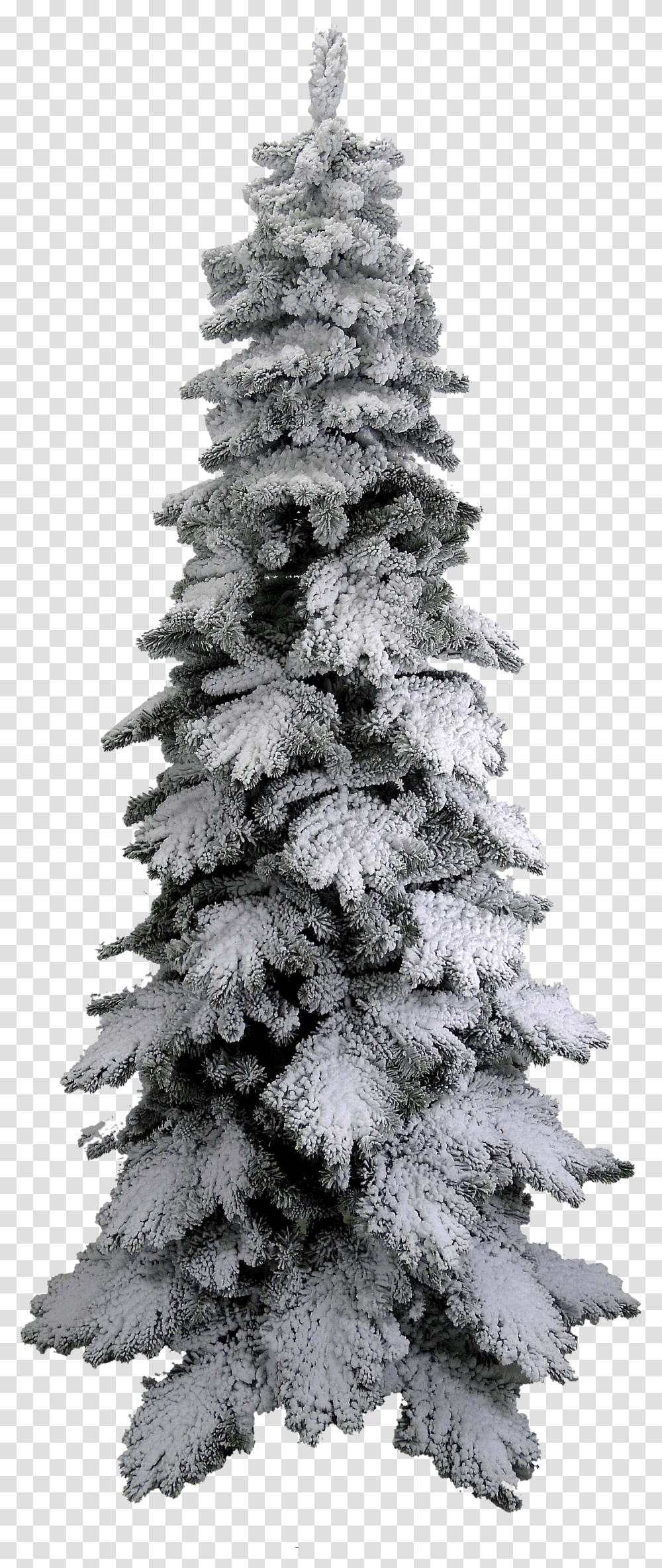 Pine Tree Snow Tree Transparent Png