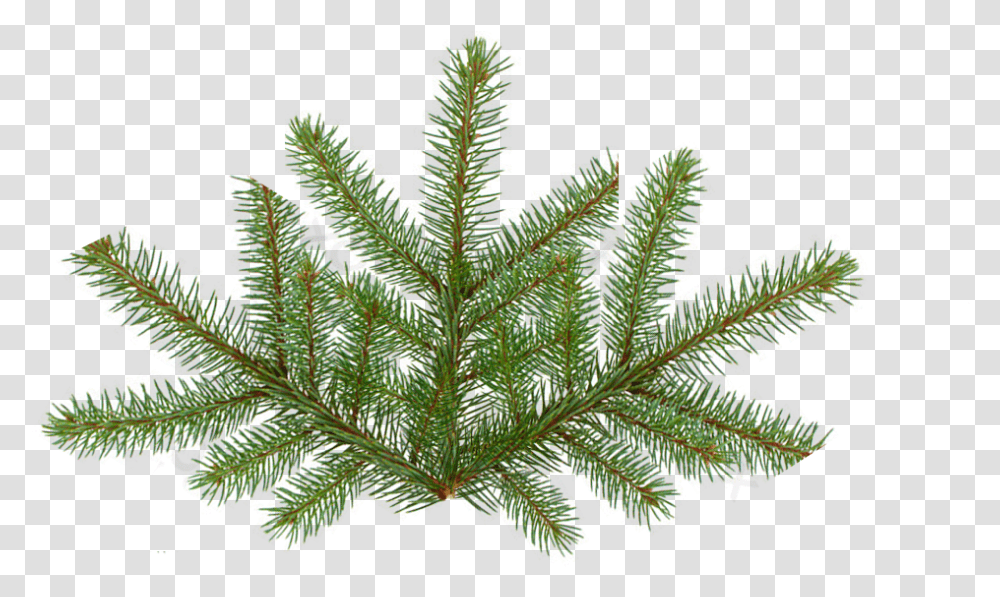 Pine Tree Texture Fir Tree Leaf, Plant, Veins, Pattern, Fern Transparent Png