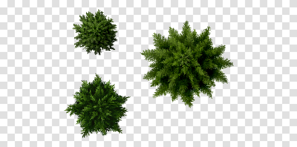 Pine Tree Top View Image Pine Tree Plan, Plant, Vegetation, Green, Bush Transparent Png