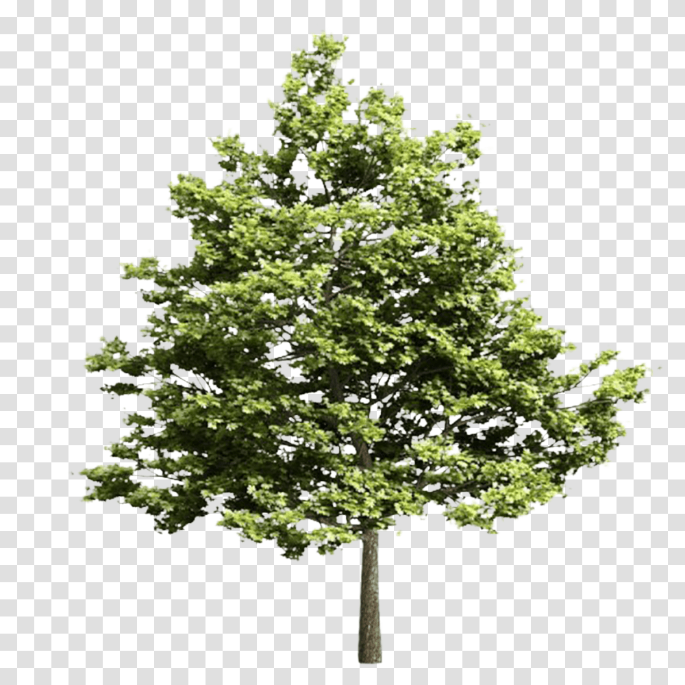 Pine Tree Top View Tree Models Vray Free, Plant, Maple, Oak, Sycamore Transparent Png