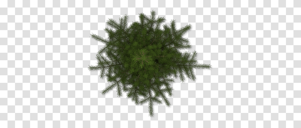 Pine Tree Top View & Clipart Free Download Ywd Pine Tree Plan View, Moss, Plant, Pattern, Fractal Transparent Png