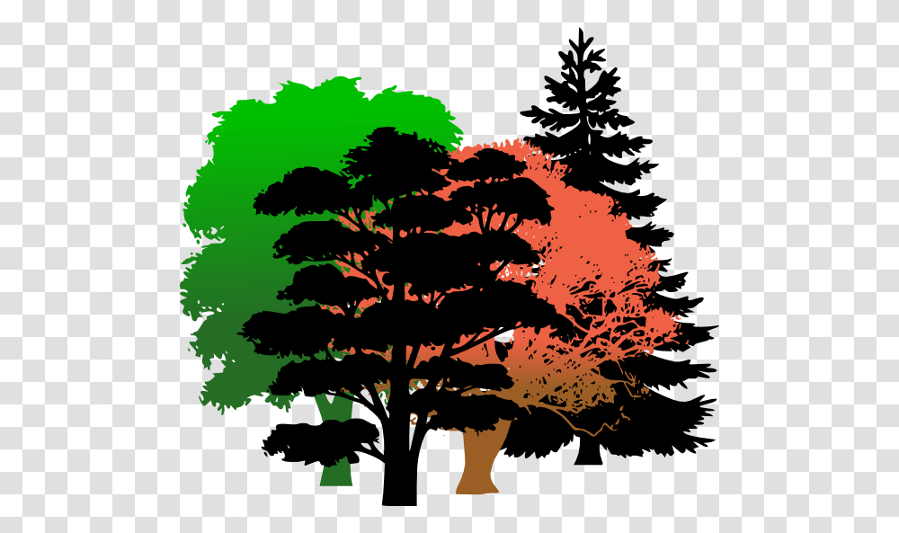 Pine Tree Vector, Plant, Maple, Silhouette, Fir Transparent Png