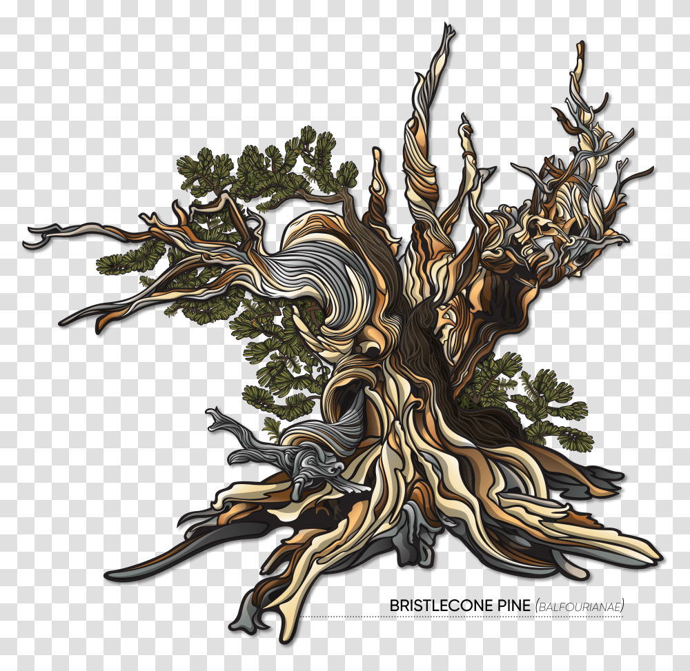 Pine Tree Vector Transparent Png
