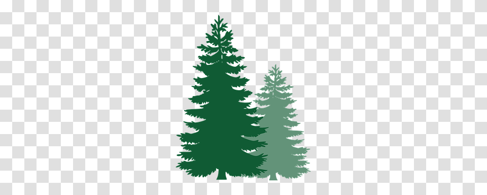 Pine Trees Nature, Plant, Fir, Abies Transparent Png