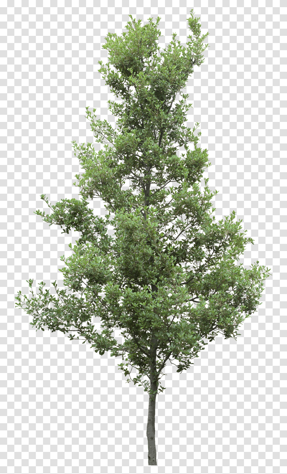 Pine Trees Hd Pictures Vhvrs Lumion Pine Tree, Plant, Bush, Vegetation, Ornament Transparent Png