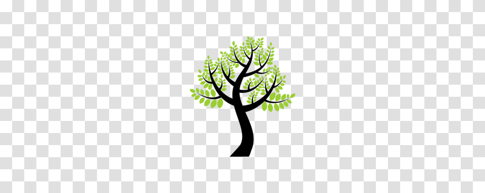 Pine Trees Pine Trees Fir Spruce, Plant, Leaf, Poster, Advertisement Transparent Png