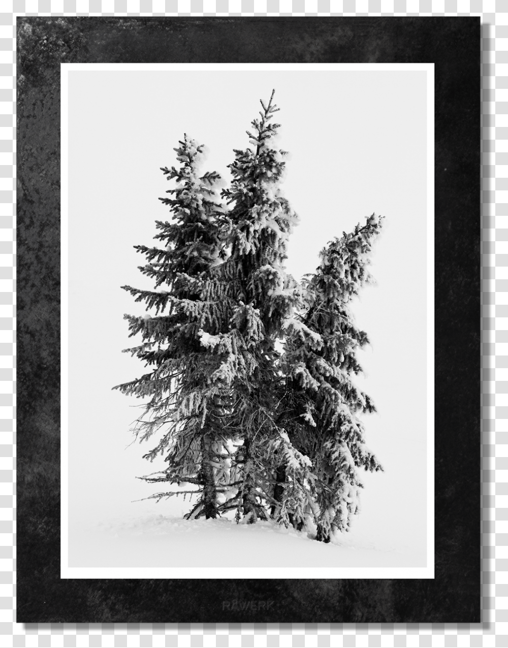 Pine Trees, Plant, Fir, Abies, Christmas Tree Transparent Png