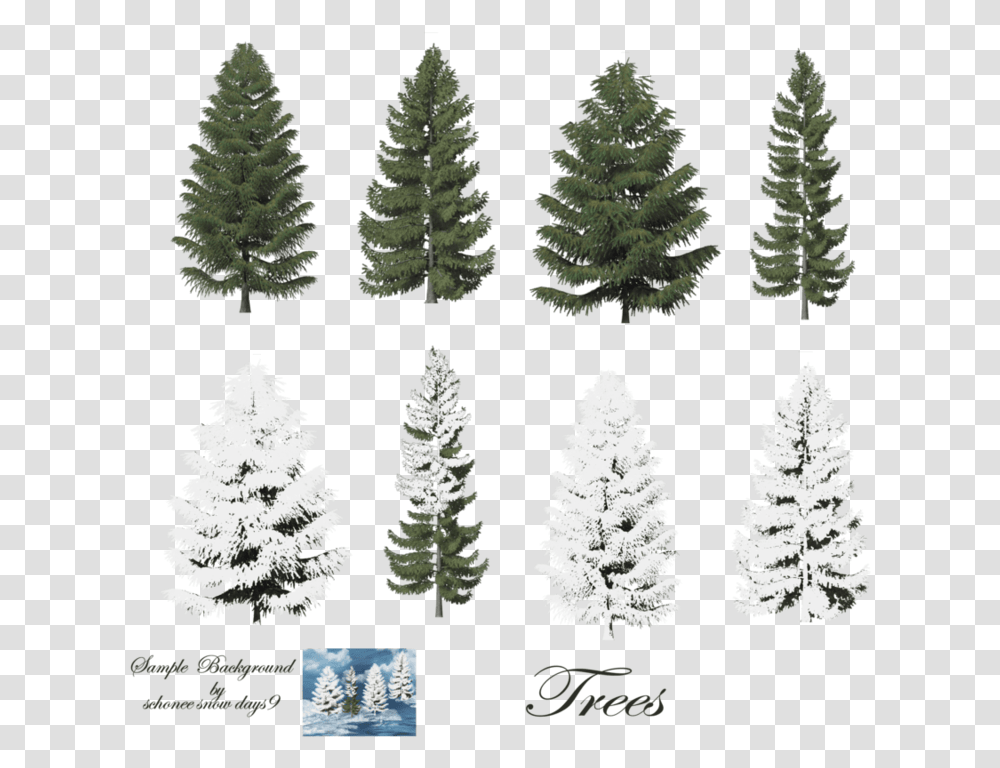 Pine Trees, Plant, Fir, Abies, Rug Transparent Png