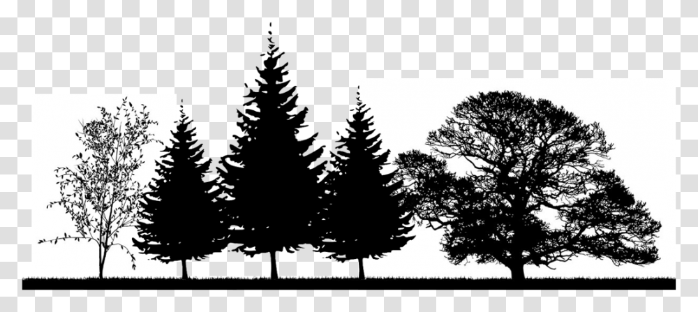 Pine Trees, Plant, Silhouette, Fir, Lighting Transparent Png