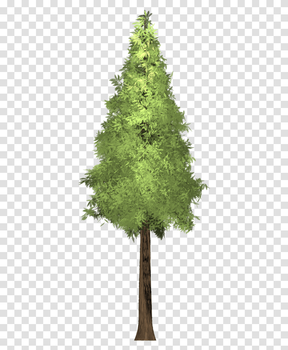 Pine Trees Tree Front View, Plant, Christmas Tree, Ornament Transparent Png