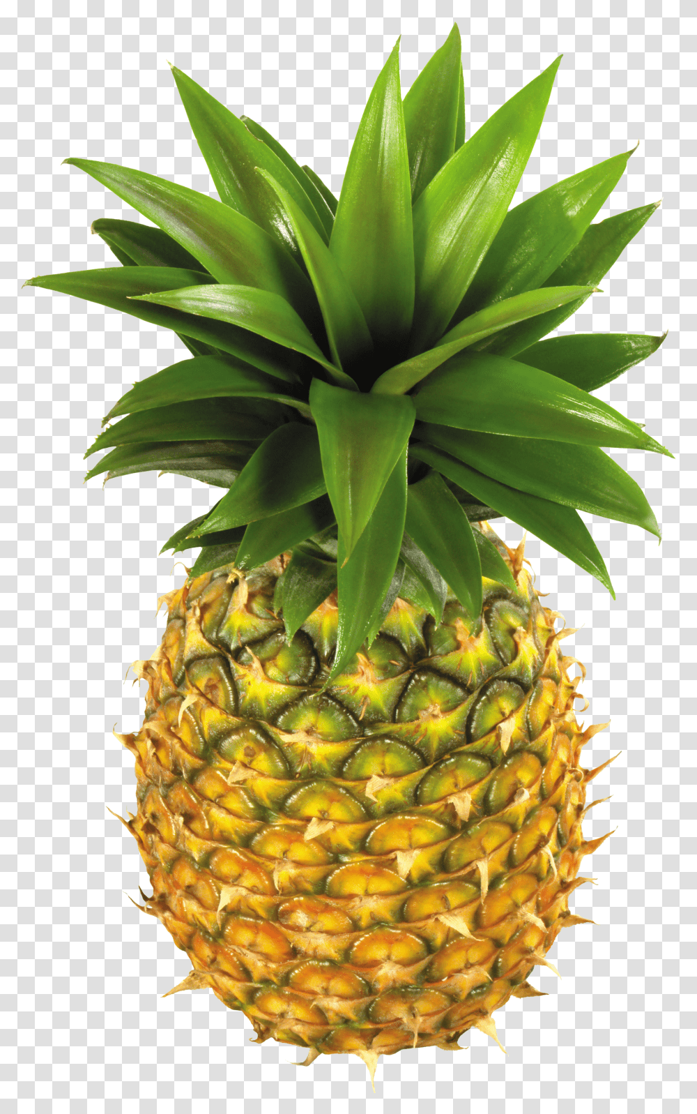 Pineapple Clip Art Free Clipart Images Pineapple Fruit Clip Art Transparent Png