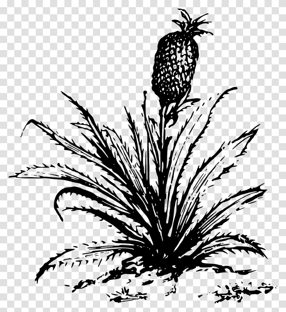 Pineapple Drawing Cartoon Plants Big Plants Clip Art Black And White, Gray, World Of Warcraft Transparent Png
