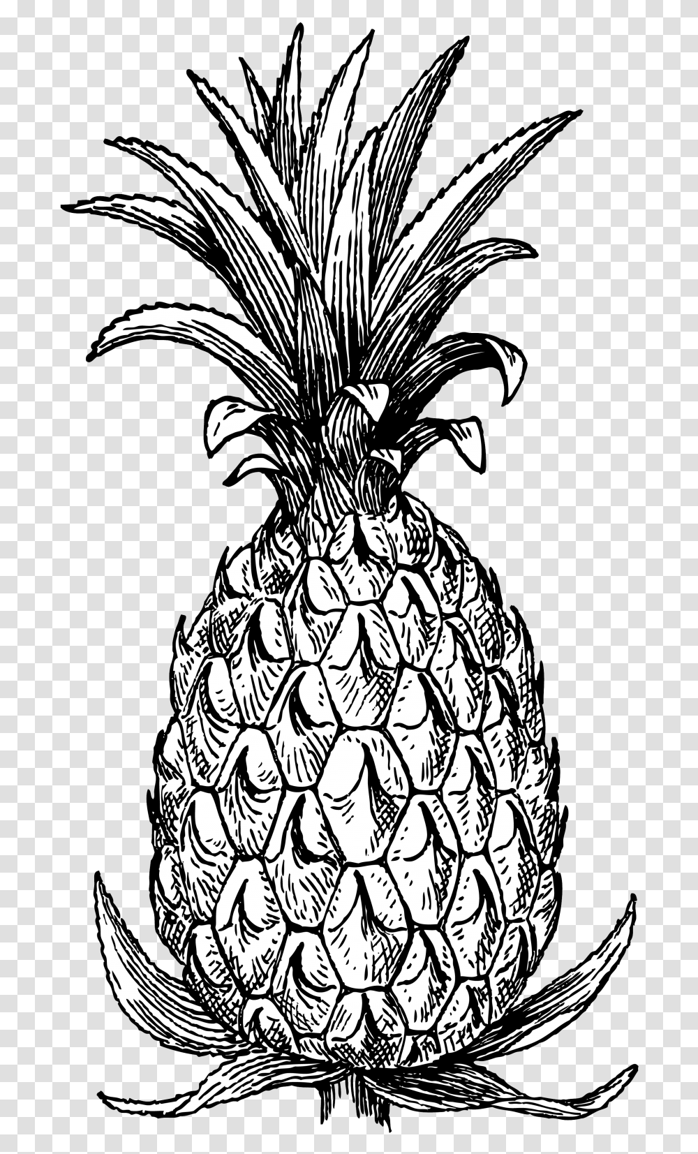 Pineapple Drawing Free Stock Photo Public Domain Pictures Pineapple, Plant, Fruit, Food, Bird Transparent Png
