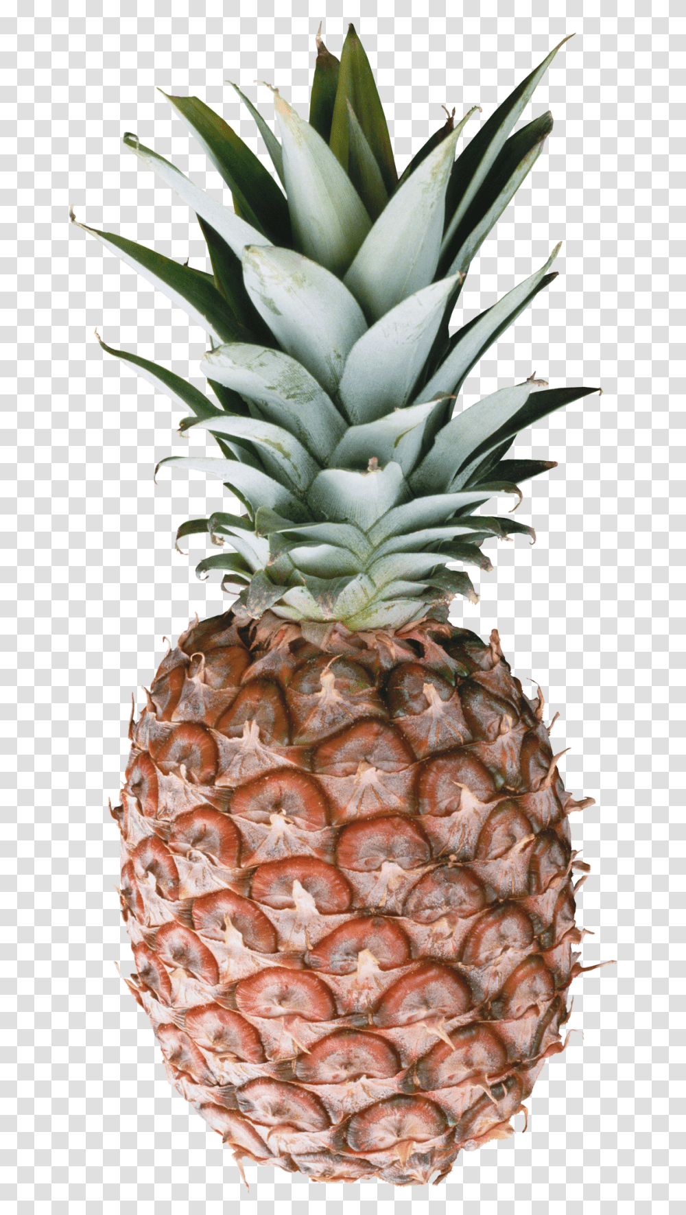 Pineapple Free Pineapple Image Download, Fruit, Plant, Food Transparent Png