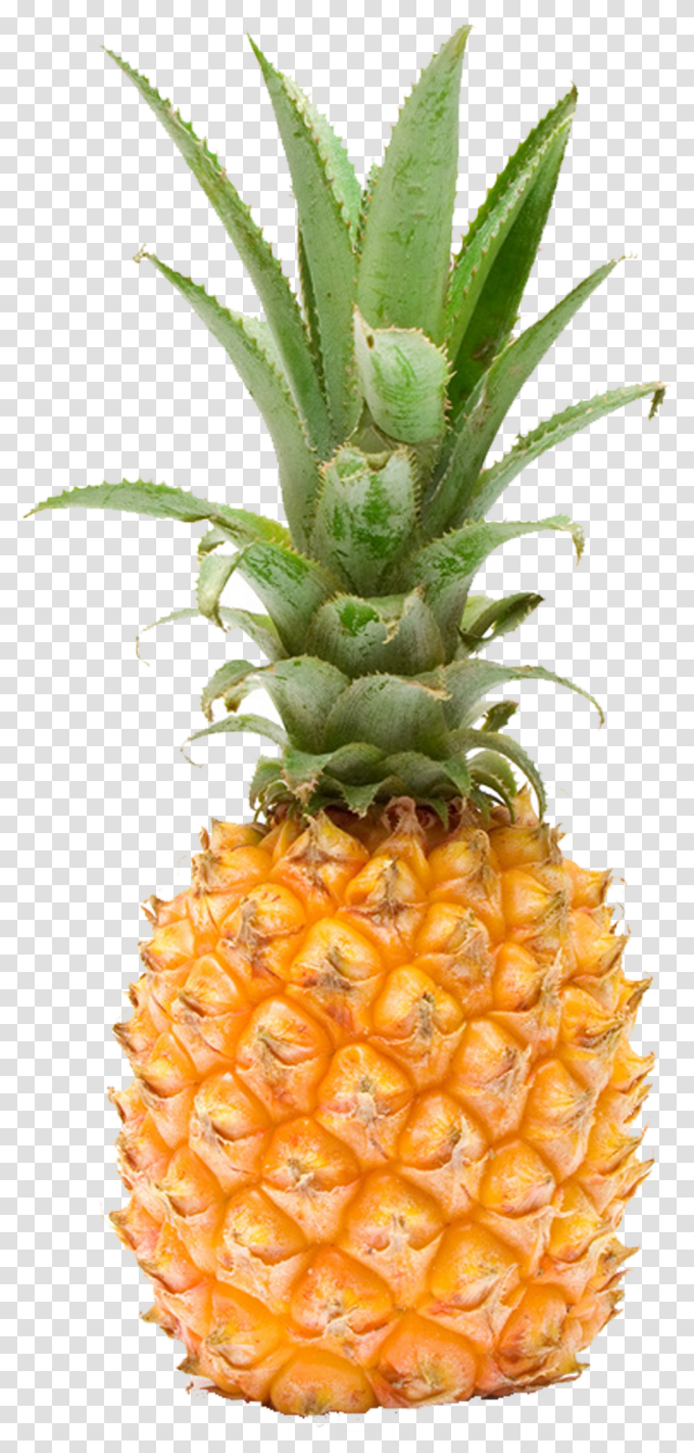 Pineapple Fruit Photography Pineapple, Plant, Food Transparent Png