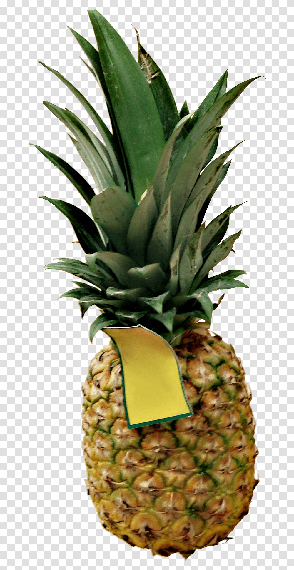 Pineapple, Fruit, Plant, Food Transparent Png