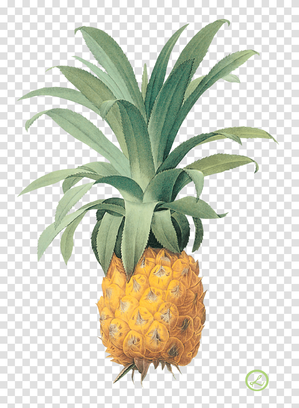 Pineapple, Fruit, Plant, Food Transparent Png