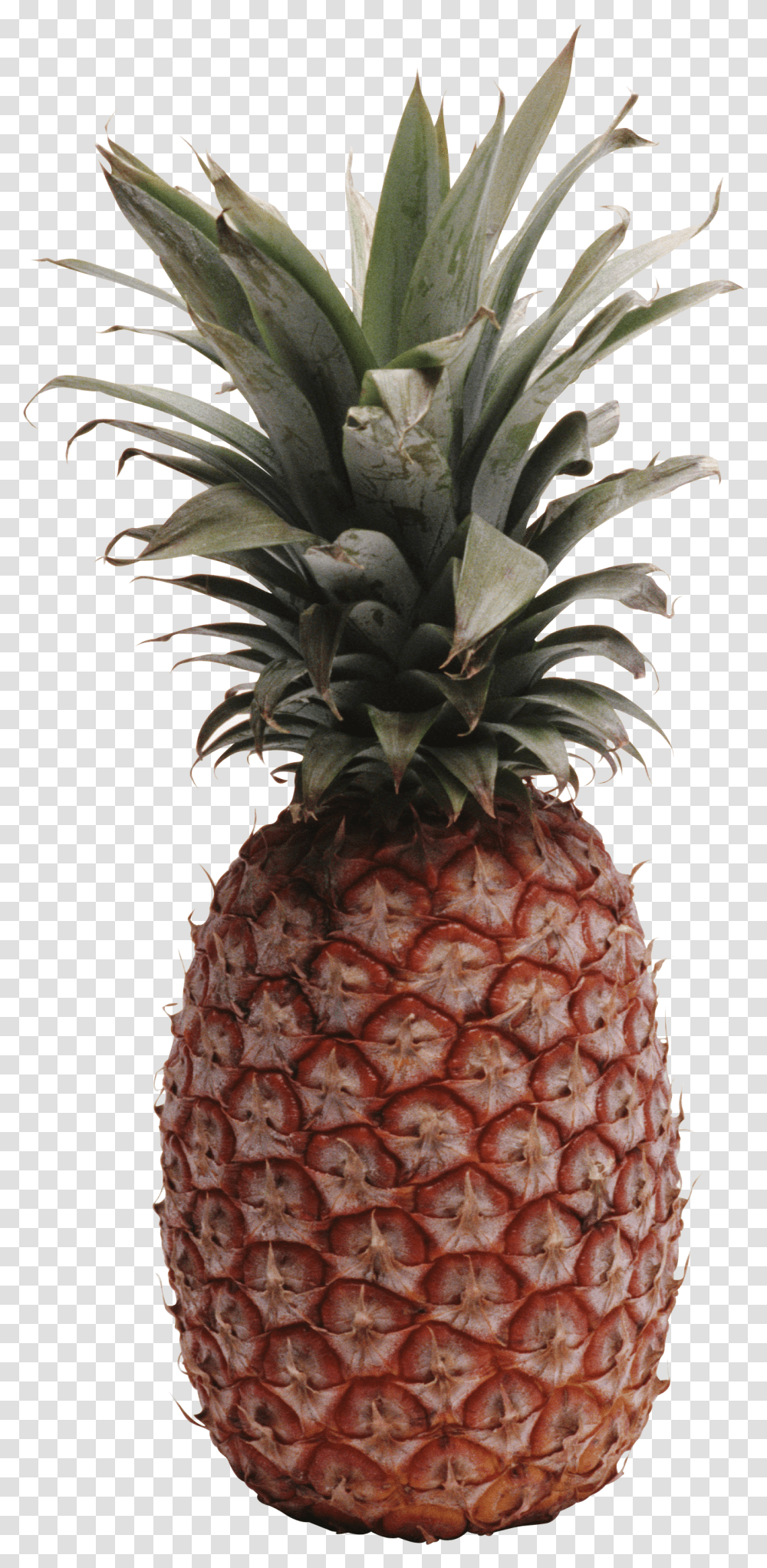 Pineapple, Fruit, Plant, Food Transparent Png