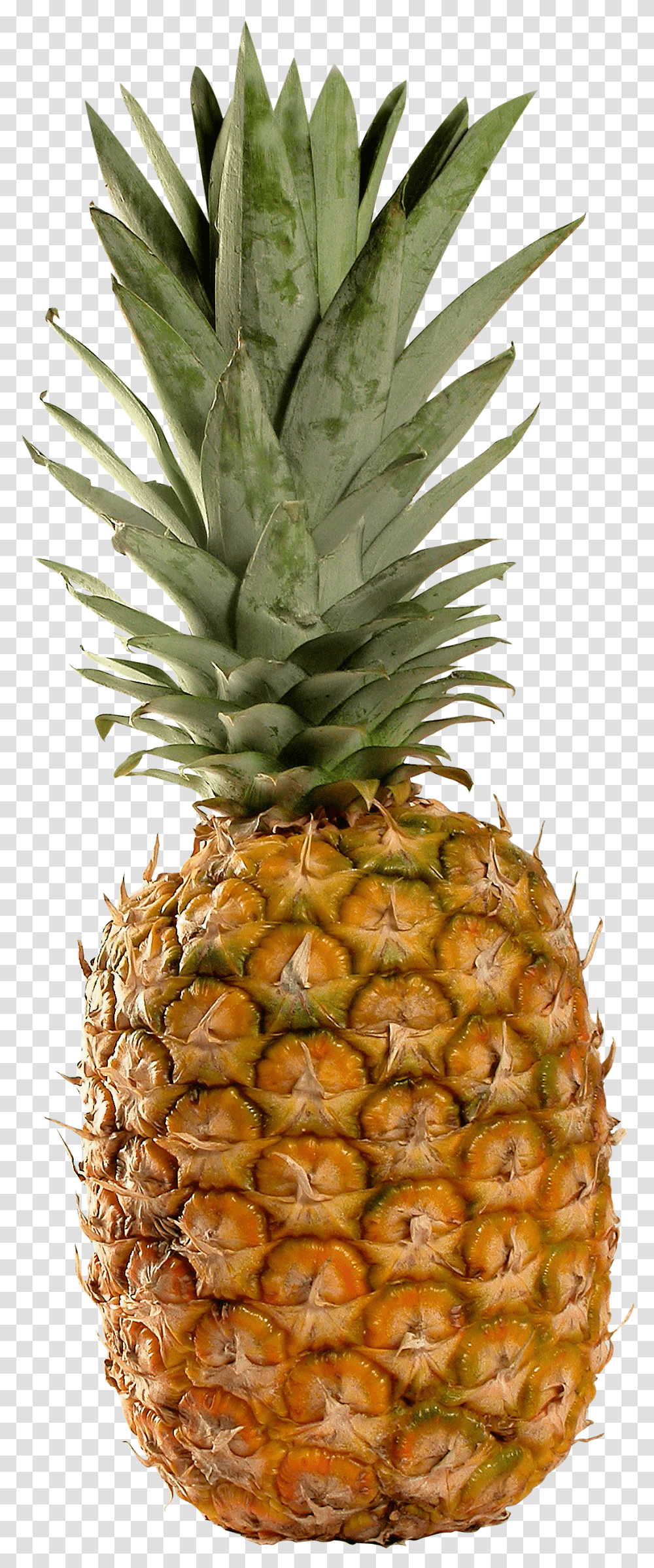 Pineapple, Fruit, Plant, Food Transparent Png