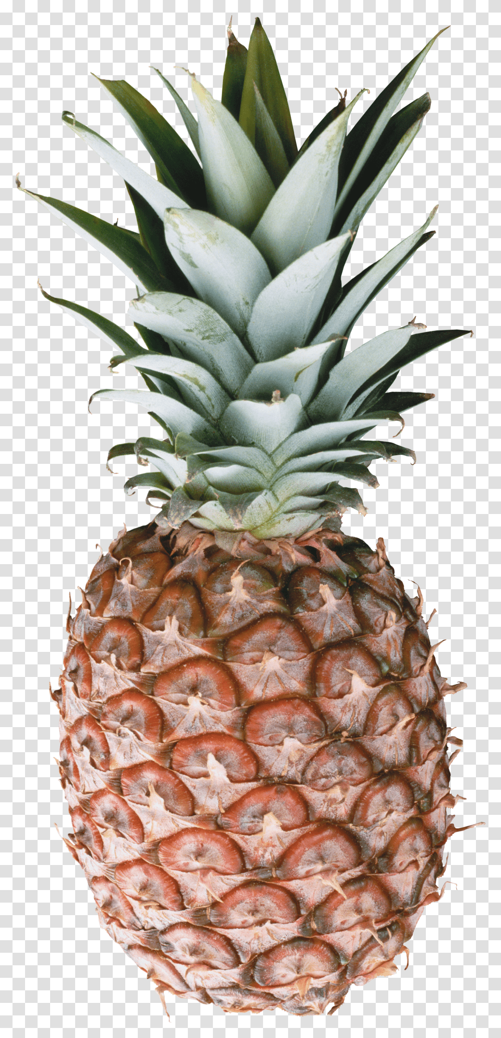 Pineapple, Fruit Transparent Png