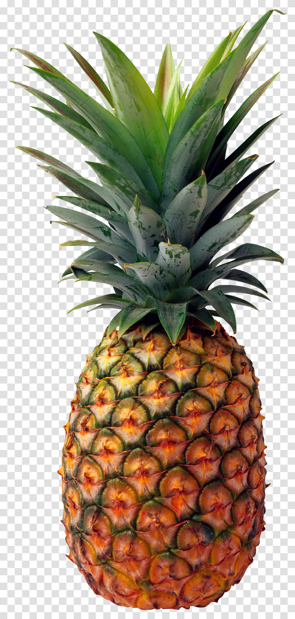 Pineapple, Fruit Transparent Png