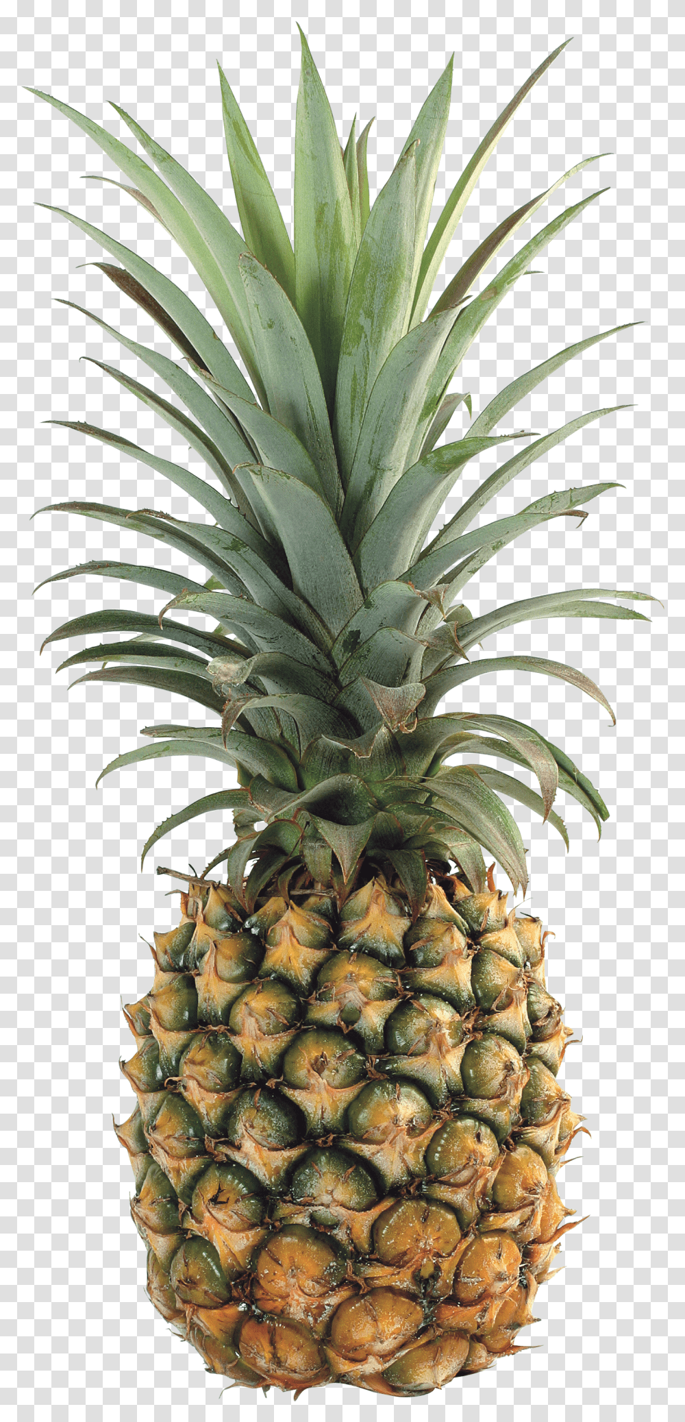 Pineapple, Fruit Transparent Png